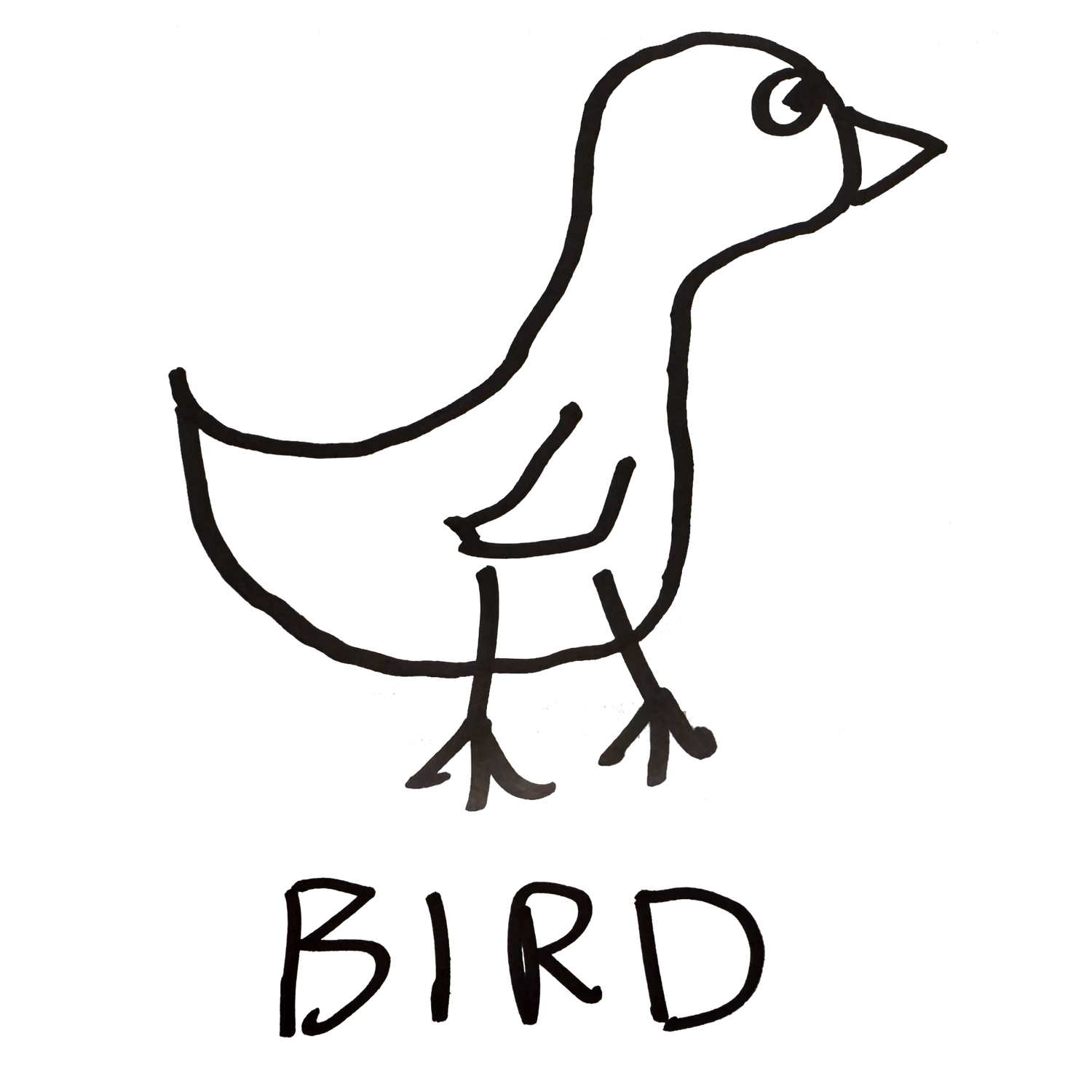 Bird