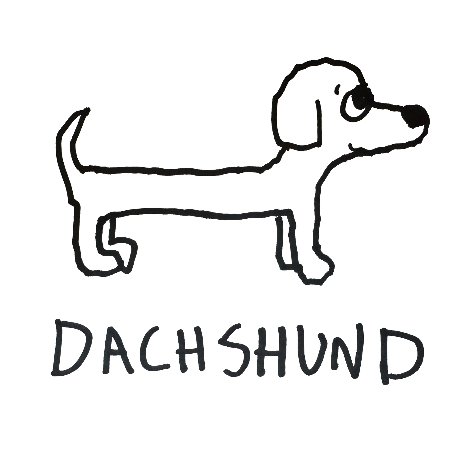 Dachshund